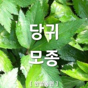 채소 모종 ~ 각종 묘종. 베란다 텃밭 세트 공기정화식물 허브 씨앗 채소모종 ~, H024 당귀 모종 1개