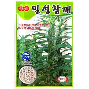밀성참깨 1000립 진흥 25년 참깨씨앗, 1개