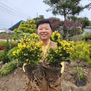 황금주목나무 묘목 포트묘 조경수