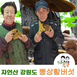 뽕나무상황버섯 강원도 자연산 뽕상황버섯 국산상황버섯, 뽕상황버섯절단100g, 1개