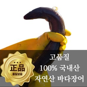 [산지직송] 낭만한끼 자연산 통영 손질 바다장어 특대 (+소스2종), 1개, 1kg(2-3미)