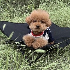 808PET 강아지 고양이 반려동물 해먹 침대 쇼파 간편 접이식 캠핑 의자 소파, 블랙, 1개