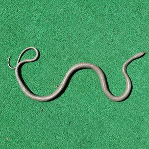 정말진짜같은가짜뱀 105cm 모형뱀, 1개