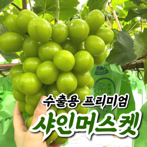 [2023년 첫출하] 국내산 김천 샤인머스켓 포도 500g 700g 1kg 1.4kg 2kg 샤인머스캣 선물세트, 3. 고당도 샤인머스켓 1kg