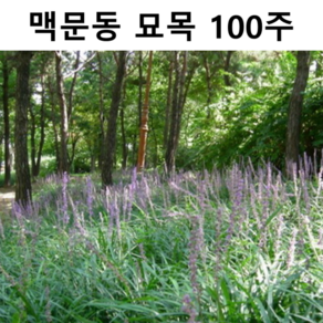 맥문동 묘목 100개 정원가꾸기 조경 관상수 야생화