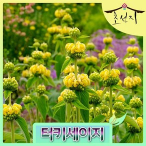 [초선지] 터키 세이지 6치 터키쉬 플로미스 루셀리아나, 터키세이지