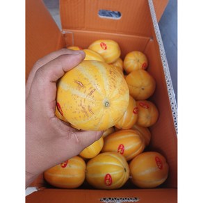 [가성비] 실속 못난이? 맛난이 성주 참외 특가전, 1개, 1kg(랜덤과)