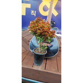 팅커벨 미니염자8년생(40cm), 1개