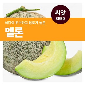 마이플랜트 멜론 씨앗 10립, 1개