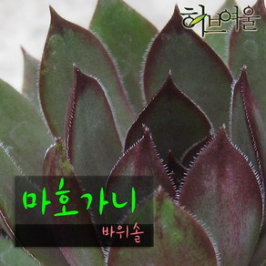 [허브여울바위솔] 마호가니 바위솔 (노지월동) 지름 9cm 소품 다육화분, 3개