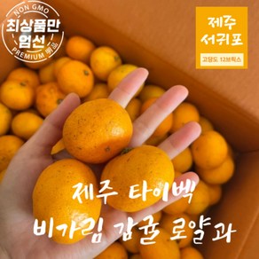 제주감귤 노지 감귤 고당도 로얄과 2S-M, 1개, 제주 노지 감귤 3kg 로얄과(2S~M)