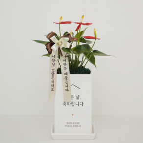 [리본세트] 축하전용화분 승진축하 개업축하 영전 금전수 스투키 선물 화환, 중형, 안시리움