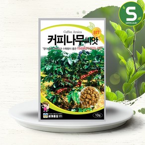 커피 씨앗 나무 종자 커피씨 판매 coffee seed 10알