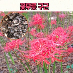 꽃무릇(석산) 구근 붉은상사화 / 개화주 특대 [10구]