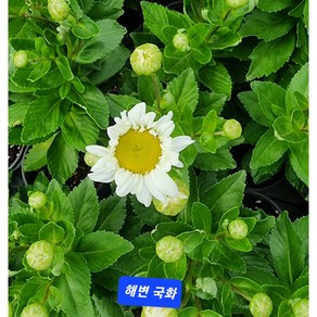 해변 국화 흰색5, 1개