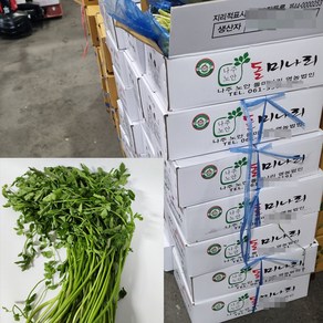 [하나의팜] 당일수확 당일발송 나주 노안 돌미나리 햇미나리, 1박스, 4kg