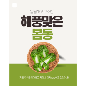 (당일경매) 국내산 제철 해풍 봄동 봄동배추, 1개, 2kg