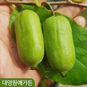 용성2호 왕다래 2년생 덩굴식물 자가수정 다래나무