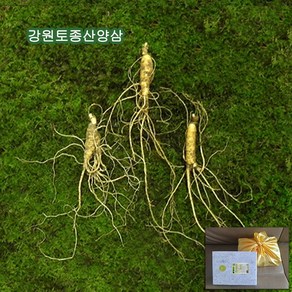 하주니 산양산삼 10년근 강원청정삼 산양삼 장뇌삼 장뇌산삼 야생 산삼 황절삼 무농약 자연산 면역력 명절 설 추석 선물세트 부모님 건강 명품 선물, 1세트, 2_산양산삼07년근 3뿌리