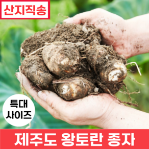 [품질보증] 제주도 왕토란 종자 특대 사이즈 (35g) (생산량이 풍부한 타로 토란종자), 10개, 35g