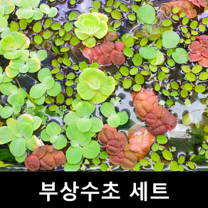 [수초몰] 부상수초 랜덤세트, 부상수초 3종세트 (약10촉), 1개