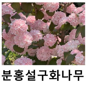 분홍설구화나무 묘목 핑크오데마리 키30cm이내 개화주, 1개