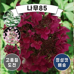 (나무85) 목수국 웜스레드 5치(15cm) 포트, 1개