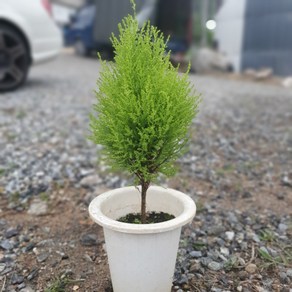 공룡꽃식물원(주) 외목대 율마 중품 허브 35~50cm 69, 1개