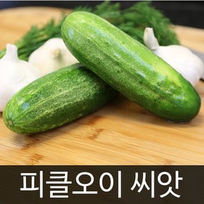 피클 오이 씨앗 채소 야채 종자 씨 cucumber 50알