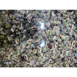 통영 맵싸리 고둥 맵싸리고동, 1박스, 1kg