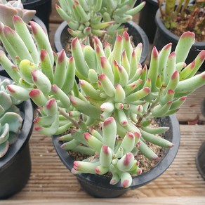 [수암다육] 백미인 랜덤발송 Cotyledon orbiculata var. flanaganii 랜덤발송 다육 다육이 다육식물 401