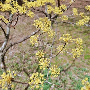 [모든원예조경] 산수유나무 묘목 (실생2년) 특묘 산수유묘목 과수 유실수 열매나무 약용, 1개