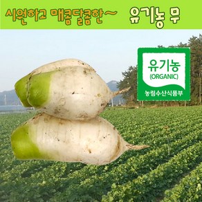 유기농 무 가을무 4kg, 2kg, 1개