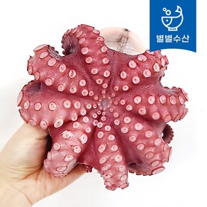 프리미엄급 자숙 통문어 300-1.3kg (소/중/특대) 손질문어 냉동문어 제수용 숙회, 자숙문어 특대, 1개