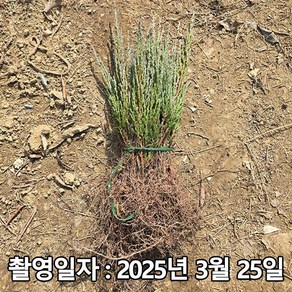 착한가격 나무생각 / 블루애로우 / 삽목2년 / 1등묘, 1개