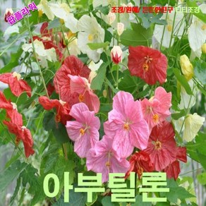 팝플라워 아부틸론 (Abutilon) 혼합 씨앗 5립, 1개