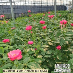 같이가치농원 사계줄장미 덩굴장미 안젤라 2지내외개화주 망포트