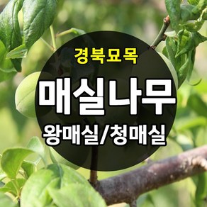 [경북농원] 매실나무 접목묘 특묘 (왕매실/청매실/홍매실)