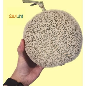 오로지과일 멜론 머스크멜론 8kg 과일선물 선물세트, 1박스(3~4통)