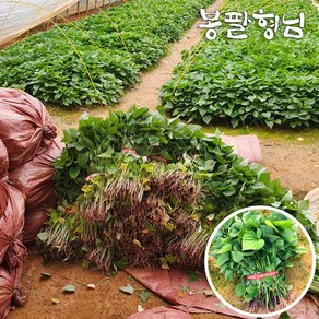 [봉팔형님] 호박 꿀 고구마모종 고구마순, (꿀)1박스, 3kg