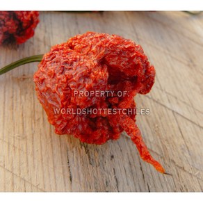 Dried Organic Carolina Reaper Peppers | World's Hottest Chil 건조된 유기농 캐롤라이나 리퍼 고추 | 세계에서 가장 매운 고추! (5