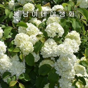 설구화 흰꽃 오데마리 [1포트 복남이네야생화 모종 꽃나무 vibunum], 1개