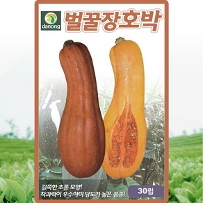 다농 벌꿀장호박씨앗 30립 고당도 뻘꿀장 호박씨 종자, 1개