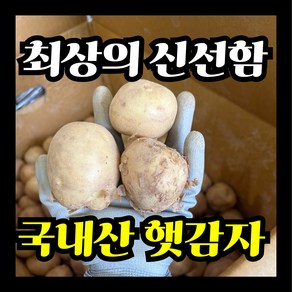 국내산 햇감자, 2kg (왕특), 1개