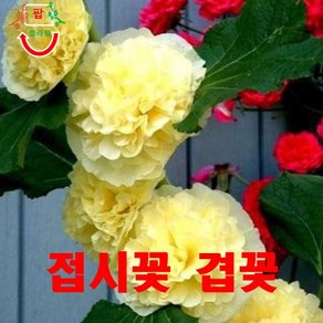 접시꽃 겹꽃 노랑 씨앗 10립, 1개