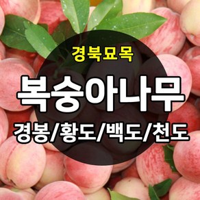 [경북농원] 복숭아나무 접목묘 특선 (경봉/백도/황도/천도/신비), 경봉 접목  중묘, 1개, 2년생