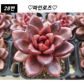 희귀다육 28종 모아보기