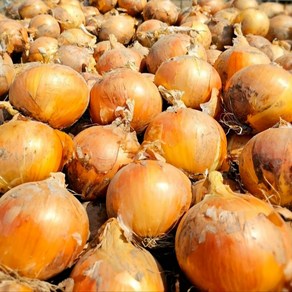 탐나유 국내산 무안 양파 햇양파, 1개, 10kg (중)