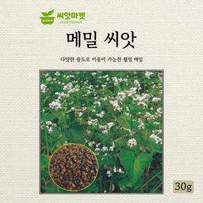 아람종묘 메밀 씨앗 30g, 1개