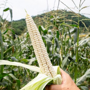 올해 첫 수확 괴산 대학 찰옥수수 10+1개입(특품 /18cm이상), 01.괴산 대학 찰 옥수수 11개입(18cm이상), 11개